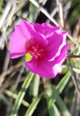 Clarkia gracilis