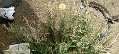 Eragrostis amabilis