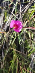 Clarkia gracilis