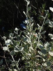 Malacothamnus jonesii
