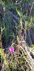 Clarkia gracilis