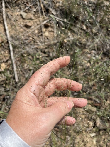 Eragrostis intermedia, photograph 5