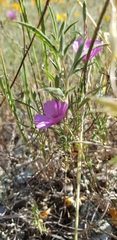 Clarkia gracilis