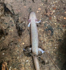 Pseudotriton ruber ruber