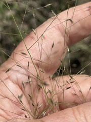Eragrostis intermedia, photograph author not stated, no rights reserved