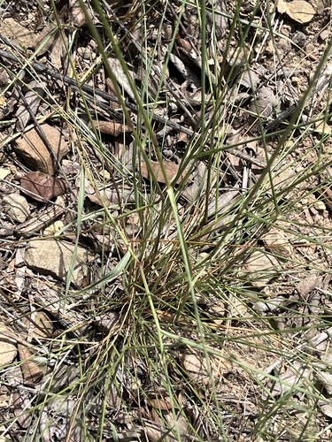 Eragrostis intermedia, photograph 6