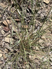 Eragrostis intermedia, photograph author not stated, no rights reserved