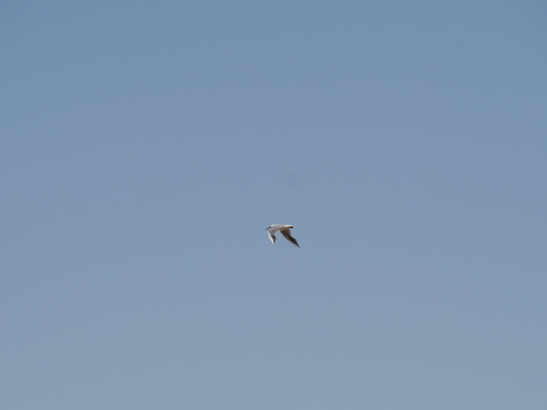 Slender-billed Gull