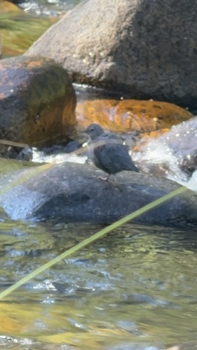 iNaturalist observation photo of American Dipper