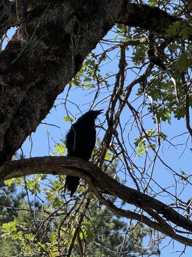 iNaturalist observation photo of Common Raven