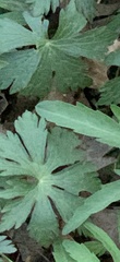 Geranium maculatum