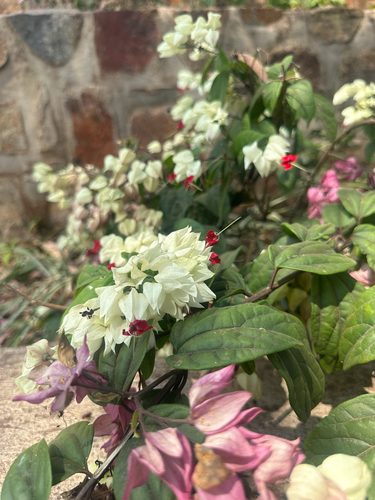 Bleeding glorybower
