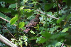 Chalcophaps indica natalis