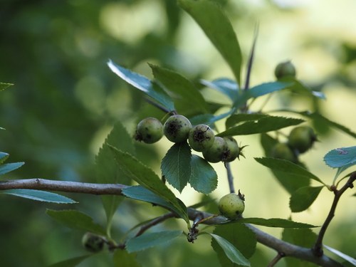 Cockspur hawthorn (Crataegus crus-galli)