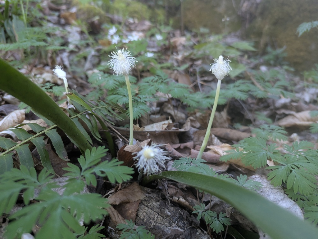 Carex fraseriana; photograph (c) Alina Martin, some rights reserved (CC BY)