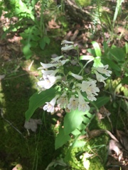 Penstemon arkansanus