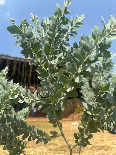 Queensland silver wattle