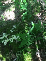 Penstemon arkansanus