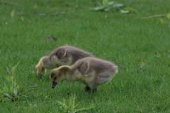 Branta canadensis