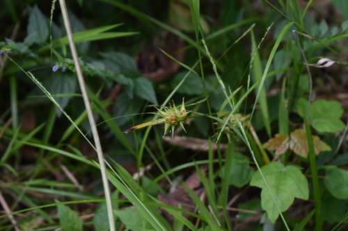 Carex louisianica, 2026-08-08