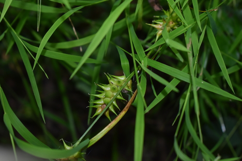 Carex louisianica, 2026-08-08