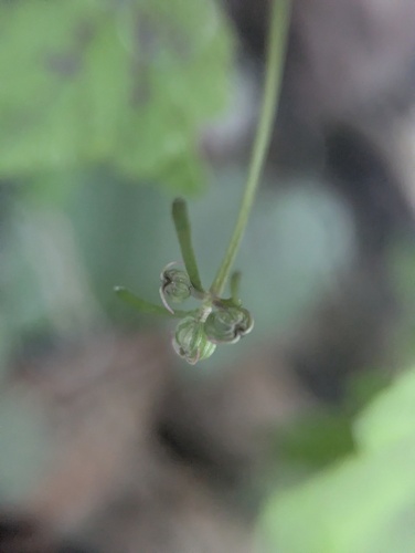Erigenia bulbosa, photograph 4