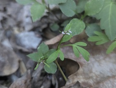 Erigenia bulbosa, photograph (c) Alina Martin, some rights reserved (CC BY)