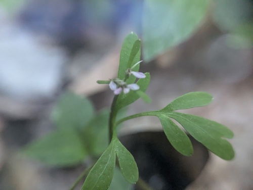 Erigenia bulbosa, photograph 6