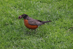 Turdus migratorius