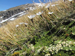 Celmisia laricifolia