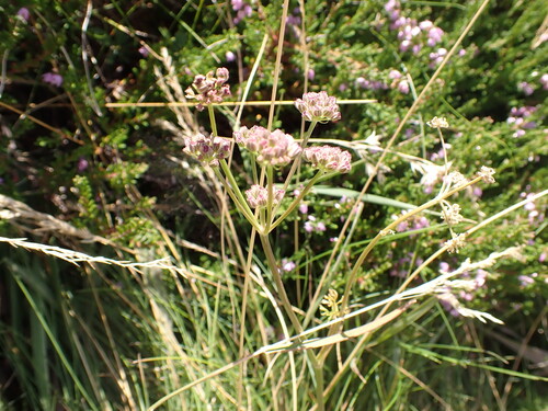 Meum athamanticum, photograph 5