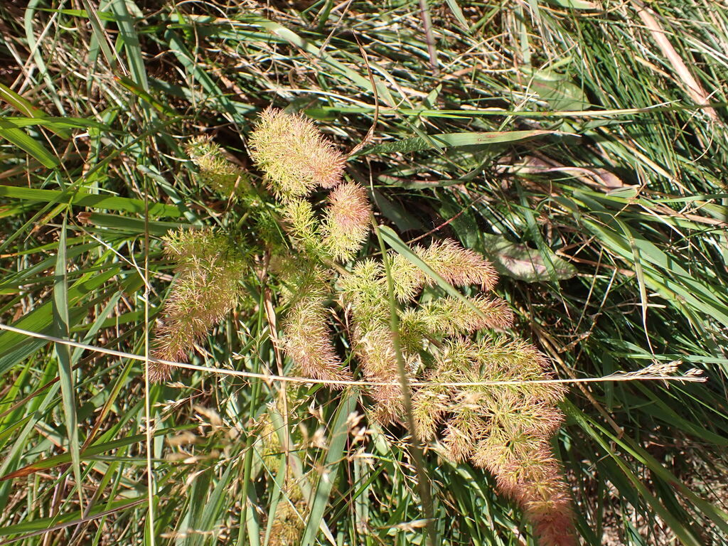 Meum athamanticum; photograph (c) petitcrabe, some rights reserved (CC BY)