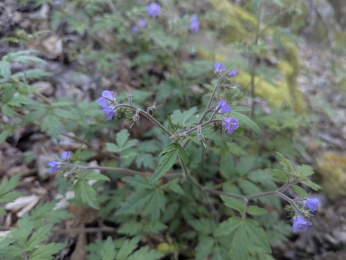Phacelia bipinnatifida, photograph 5