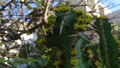 Euphorbia
