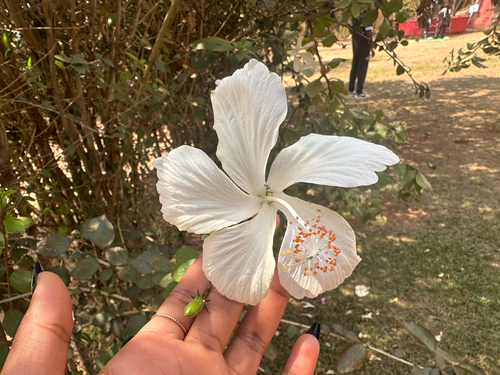 Red Hibiscus