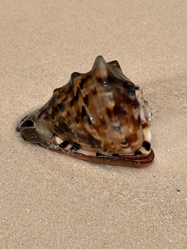 Cassis tuberosa observed 2026-08-09