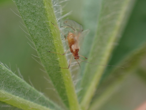 iNaturalist observation photo of Aphids