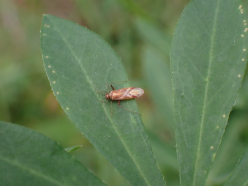 iNaturalist observation photo of Miroidea