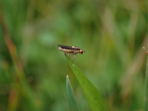iNaturalist observation photo of Chlorops