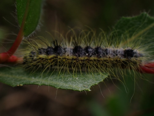 iNaturalist observation photo of Butterflies and Moths