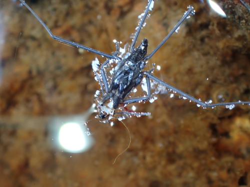 iNaturalist observation photo of North American Common Water Strider