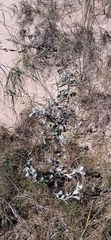 Senecio crassiflorus, photograph (c) Agustina Medina, some rights reserved (CC BY)