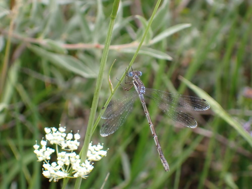 iNaturalist observation photo of Northern Spreadwing