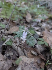 Dicentra canadensis, photograph (c) Alina Martin, some rights reserved (CC BY)