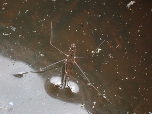 iNaturalist observation photo of North American Common Water Strider