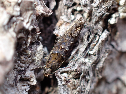 iNaturalist observation photo of Telphusa perspicua