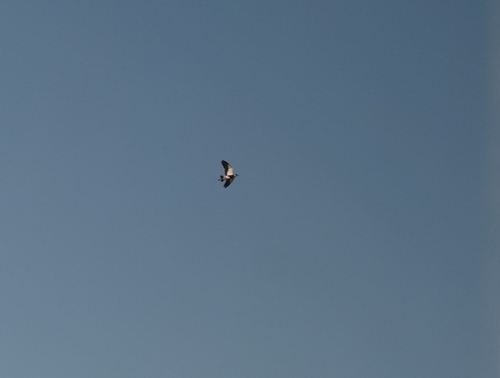 Spur-winged Lapwing
