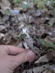(c) Alina Martin, some rights reserved (CC BY) Dicentra canadensis, photograph (c) Alina Martin, some rights reserved (CC BY)