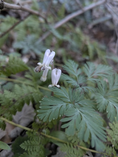 Dicentra canadensis, photograph 4