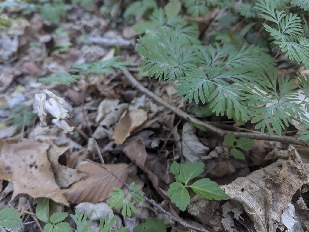 Dicentra canadensis; photograph (c) Alina Martin, some rights reserved (CC BY)